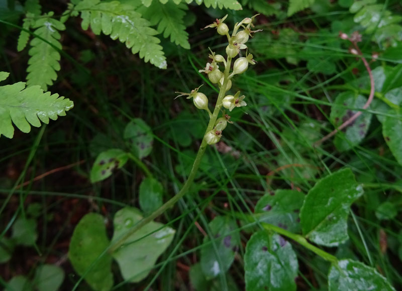 Listera cordata